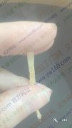 如图，有40万个蝴蝶结外发