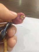 求购大量图片这款陶瓷产品