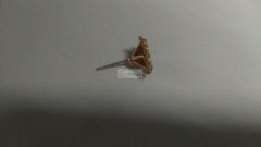 【附图】找做这款耳钉的加工厂