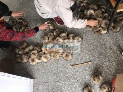 专业承接毛球加工，今年已经诚信接单200