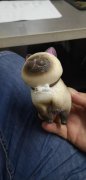 找做如图产品的厂家，猫，最好是有现货，数