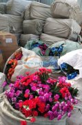 本人江西上饶，长期承接各种手工花胶枪花，