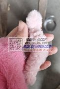 承接各种绕发夹，抓夹。出货快质量好，价格