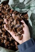塑料pe材质水草。寻义乌东阳喷漆加工（滚