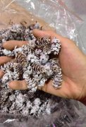 塑料pe材质水草。寻义乌东阳喷漆加工（滚