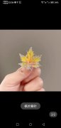 求购图上产品，这家谁有现货？要600个，