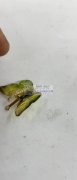 找做过图示亚克力配件的，求购这种亚克力配