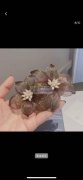 现需寻找铜丝金属丝混编立体花生产厂家 、