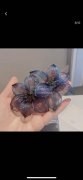 现需寻找铜丝金属丝混编立体花生产厂家 、