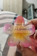 鸡蛋花有大量货&nbsp;价格你想不到