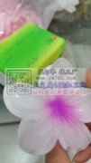 鸡蛋花有大量货&nbsp;价格你想不到