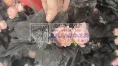 找头饰蝴蝶结加工厂 如图