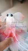 需要如图所示这种夹子，寻找现货或者加工厂