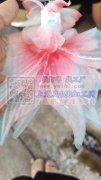 需要如图所示这种夹子，寻找现货或者加工厂