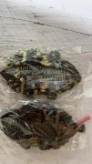 现需寻图中发夹，寻找做这个货的厂家，有能