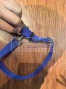 狗绳穿扣车缝