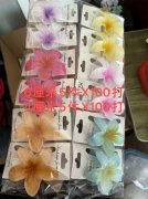 大量需要求购如图所示这个鸡蛋花现货，