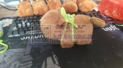 承接各种毛绒玩具成品订单，支持来样定制