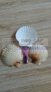 现有大量各种贝类壳出售，也可以合作，做加
