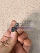 采购满钻对夹1万个，要如图大钻的，不要小