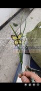 承接各种手工包装，组装，塑料假花制作！