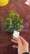 承接各种手工包装，组装，塑料假花制作！