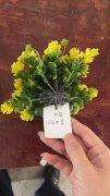 承接各种手工包装，组装，塑料假花制作！