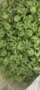注塑机20台，20年注塑经验，承接各种朔